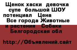 Щенок хаски, девочка супе, большой ШОУ потенциал › Цена ­ 50 000 - Все города Животные и растения » Собаки   . Белгородская обл.